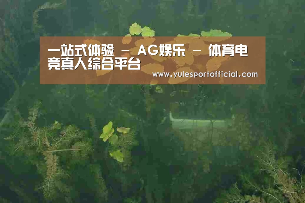 案例展示三